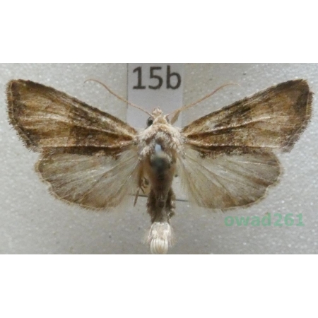Mesoligia furuncula (Denis & Schiffermüller, 1775) Czech15b